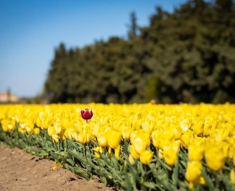 crystal growing kit instructions pdf