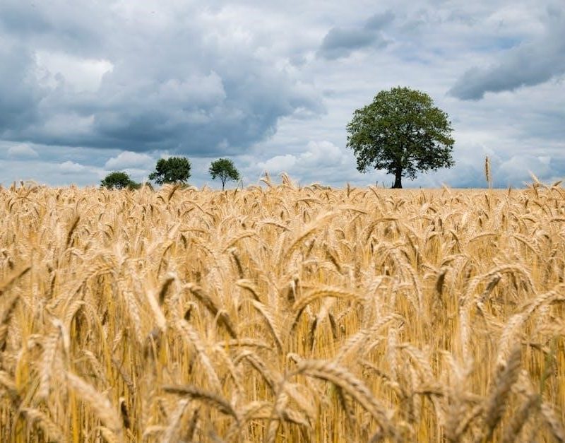 agave and rye menu calories pdf