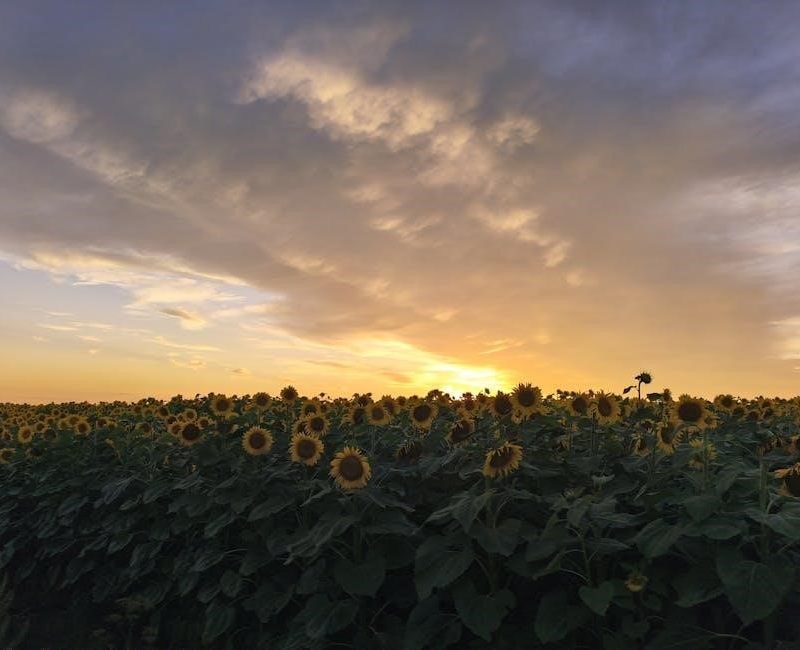 the sunflower on the possibilities and limits of forgiveness pdf